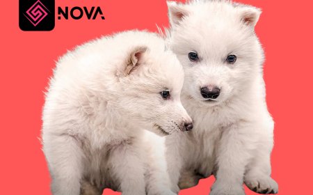 БАЙГАЛИЙН ШАЛГАРЛЫН ЭСРЭГ ХҮН ТӨРӨЛХТӨНИЙ ШИНЭ НЭЭЛТ